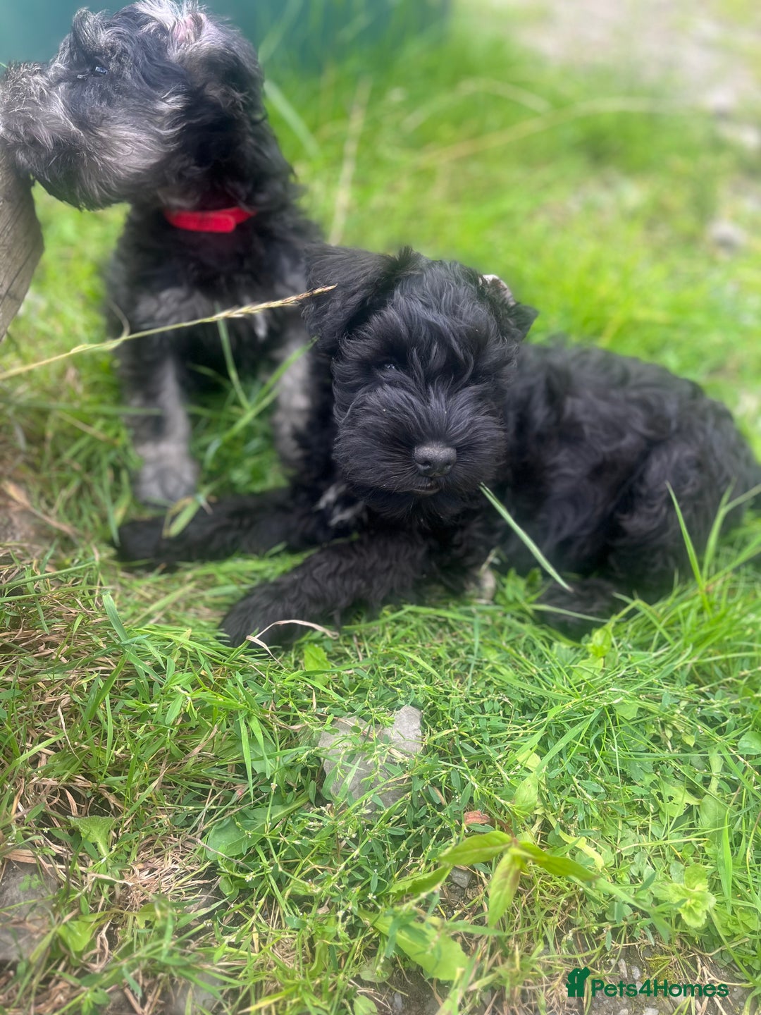 Miniature Schnauzer dogs for sale: KC miniature schnauzer puppies  - Image 13