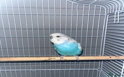 Budgerigars birds for sale: kiwi (blue budgie) - Image 1