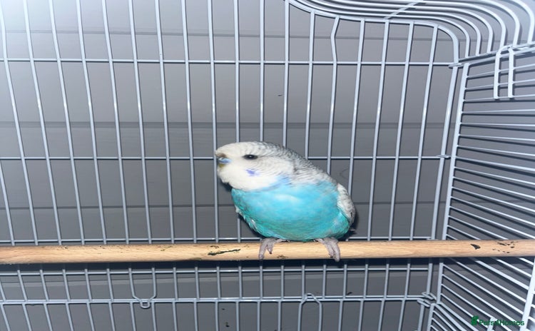 Budgerigars birds - Advert 2
