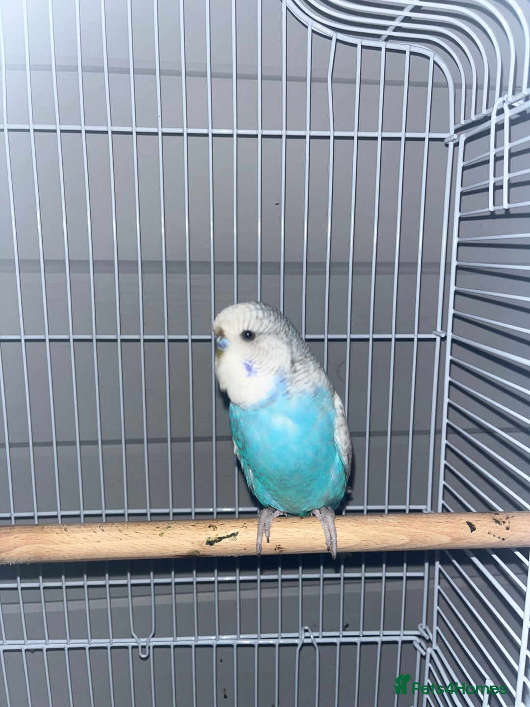 Budgerigars birds for sale: kiwi (blue budgie) - Image 1