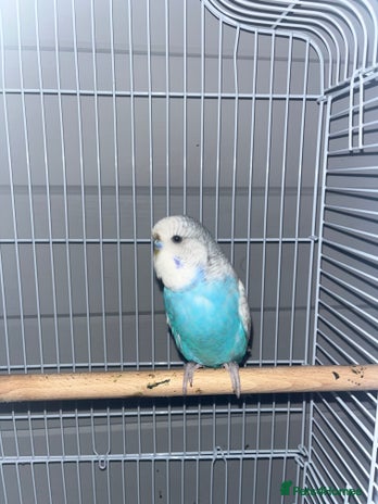 Budgerigars birds - Advert 1