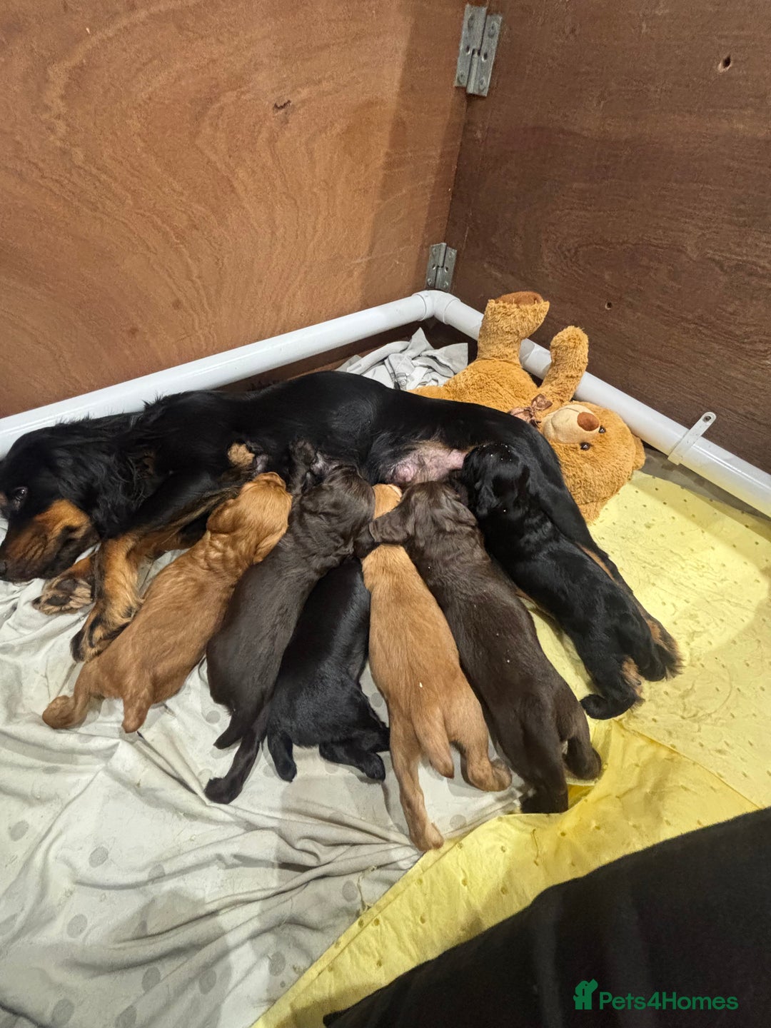 Cocker Spaniel dogs for sale: cocker spaniel pups for sale short tailed workers - Image 12