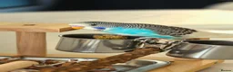 Budgerigars birds for sale: 4 Hand-Tame Budgies, Large Cage & All Accessories - Advert 2
