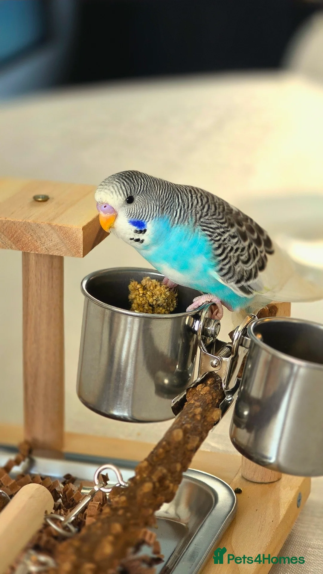 Budgerigars birds for sale: 4 Hand-Tame Budgies, Large Cage & All Accessories - Advert 2