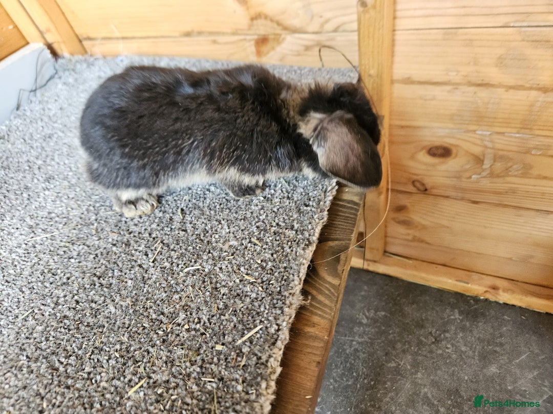 Mini Lop rabbits for sale: 6 baby bunnys  - Image 6