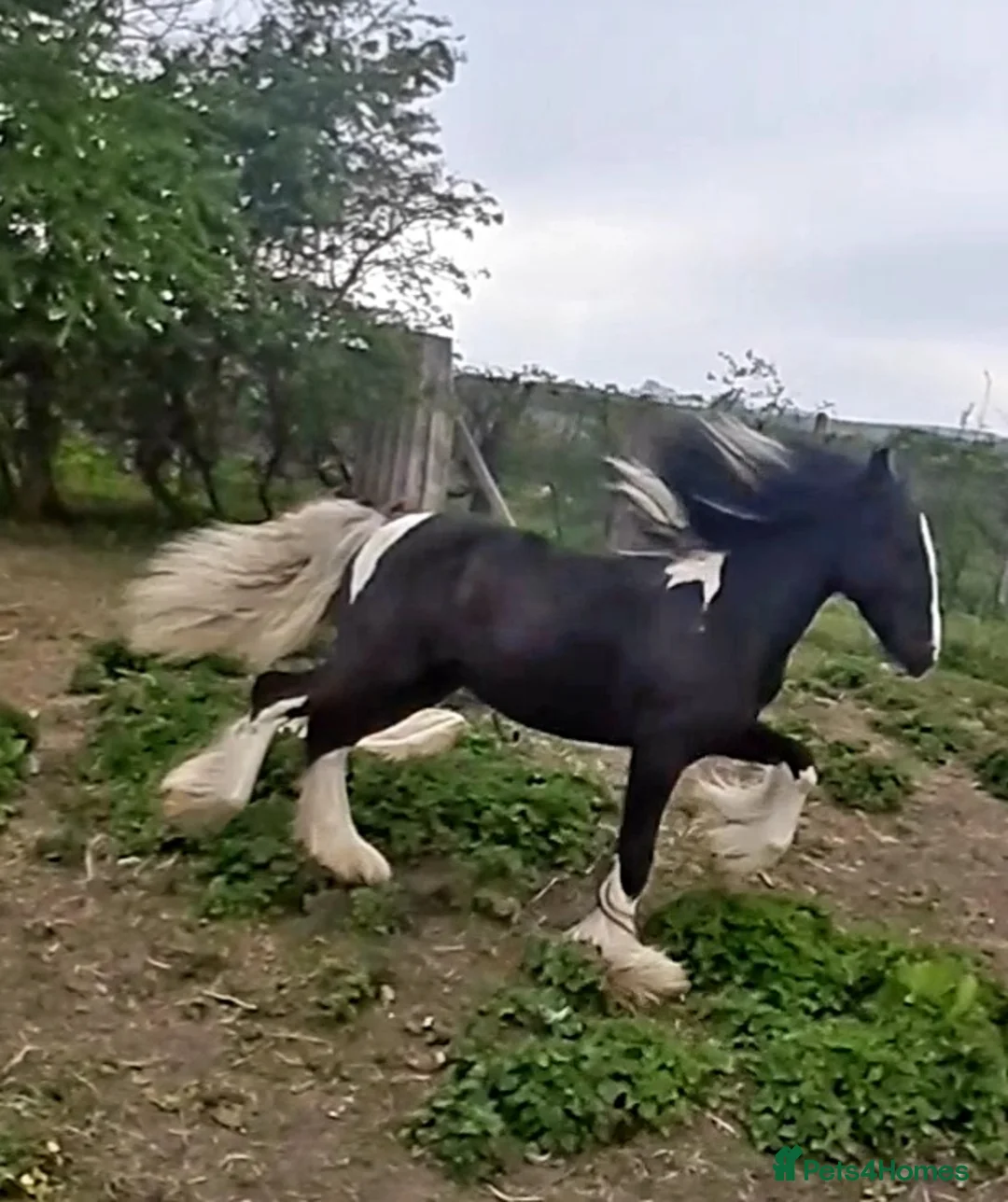 Other Breed horses for sale: Show cob - Advert 3