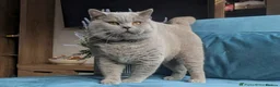 British Shorthair cats for stud: Outstanding champion lilac stud  - Advert 10
