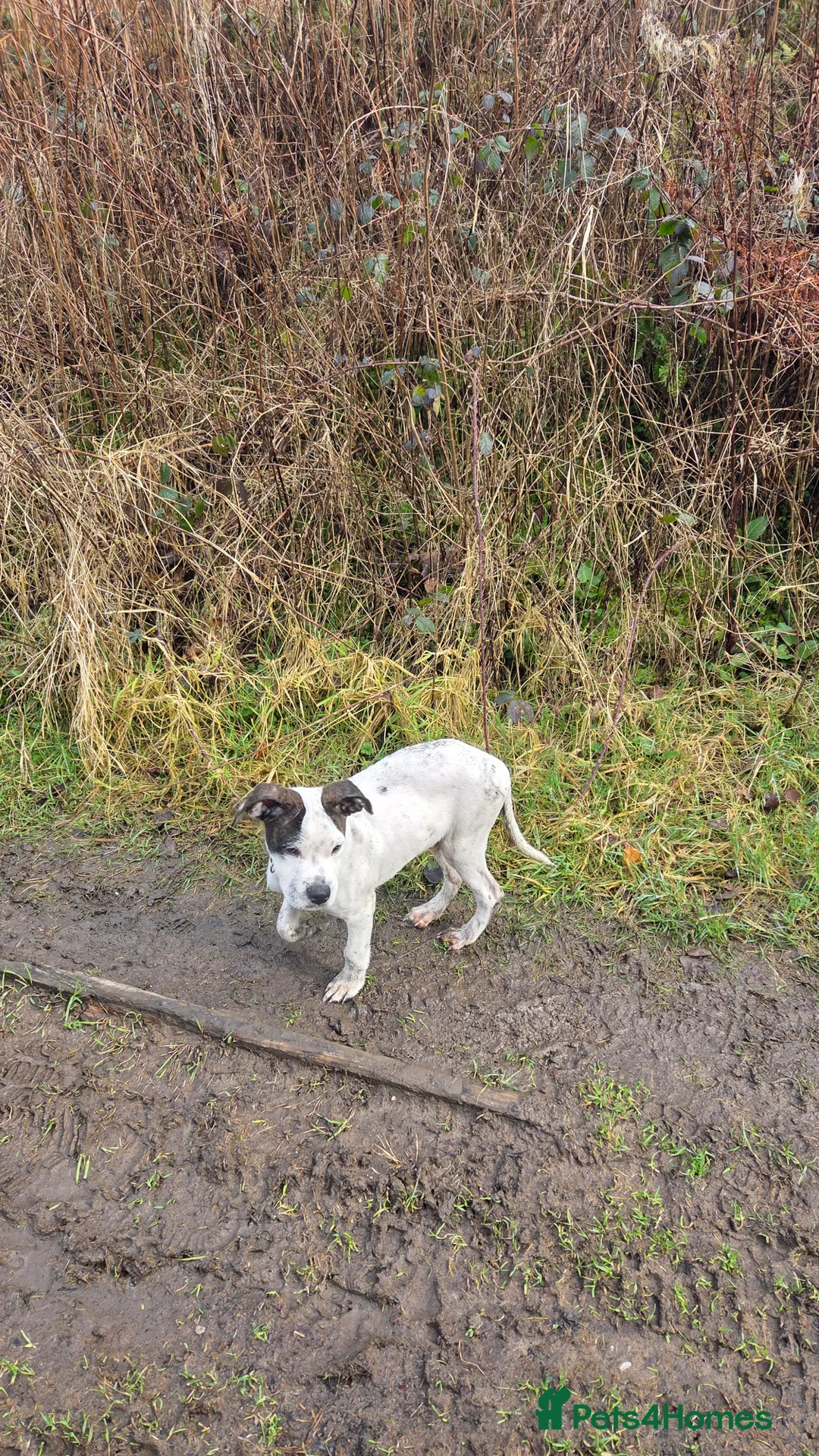 Mixed Breed dogs for sale: Dennis  - Advert 2