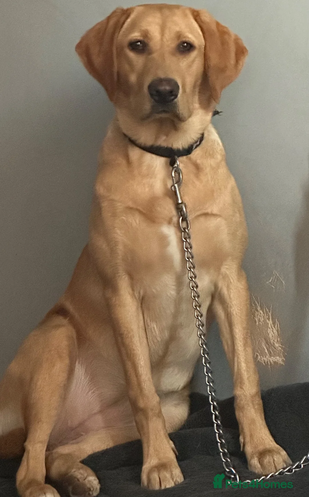 Labrador Retriever dogs for sale: Puppies for sal in Slough - Advert 1