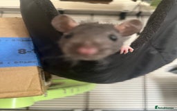 Rat rodents for sale: 3 female rats (baby) - Image 1