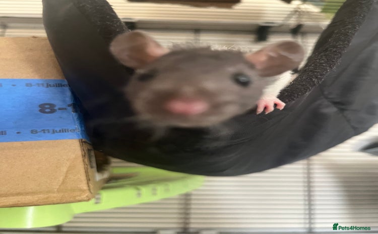 Rat rodents - Advert 13