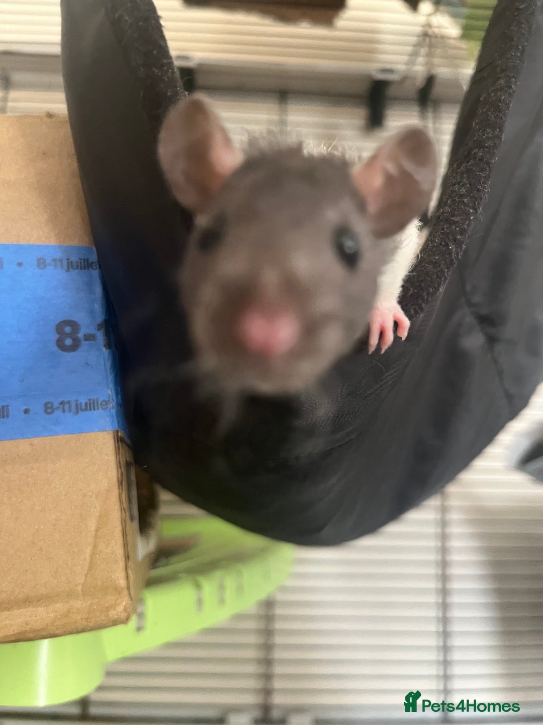 Rat rodents for sale: 3 female rats (baby) - Image 1