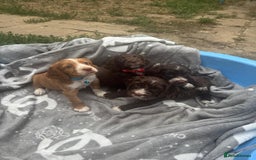 Cockapoo dogs for sale: ✨🐶 Gorgeous Cockapoo Puppies Ready Now! 🐶✨ - Image 8