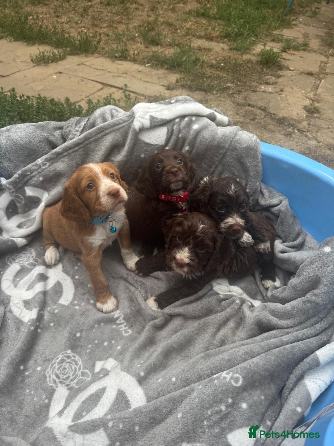 Cockapoo dogs for sale: ✨🐶 Gorgeous Cockapoo Puppies Ready Now! 🐶✨ - Image 8