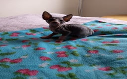 Sphynx cats for sale: 2 male & 4 female canadian sphynx looking for home - Image 2