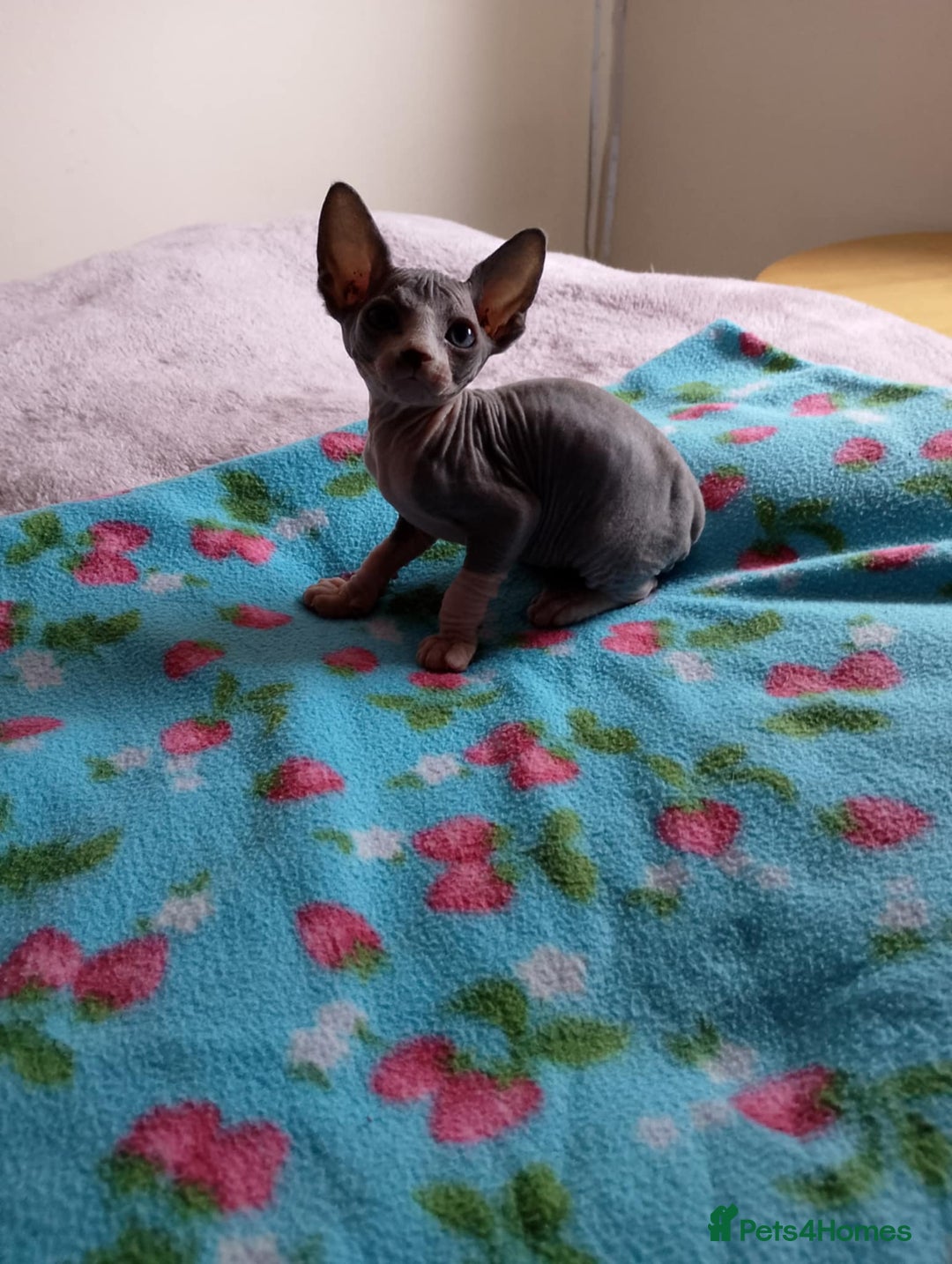 Sphynx cats for sale: 2 male & 4 female canadian sphynx looking for home - Image 2