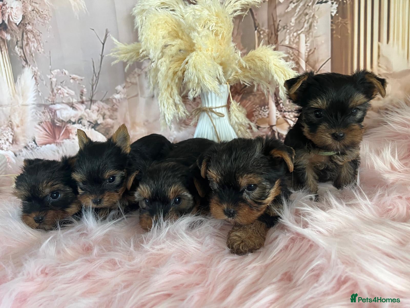 Yorkshire Terrier dogs Our amazing five pups are fully registered - Advert 1