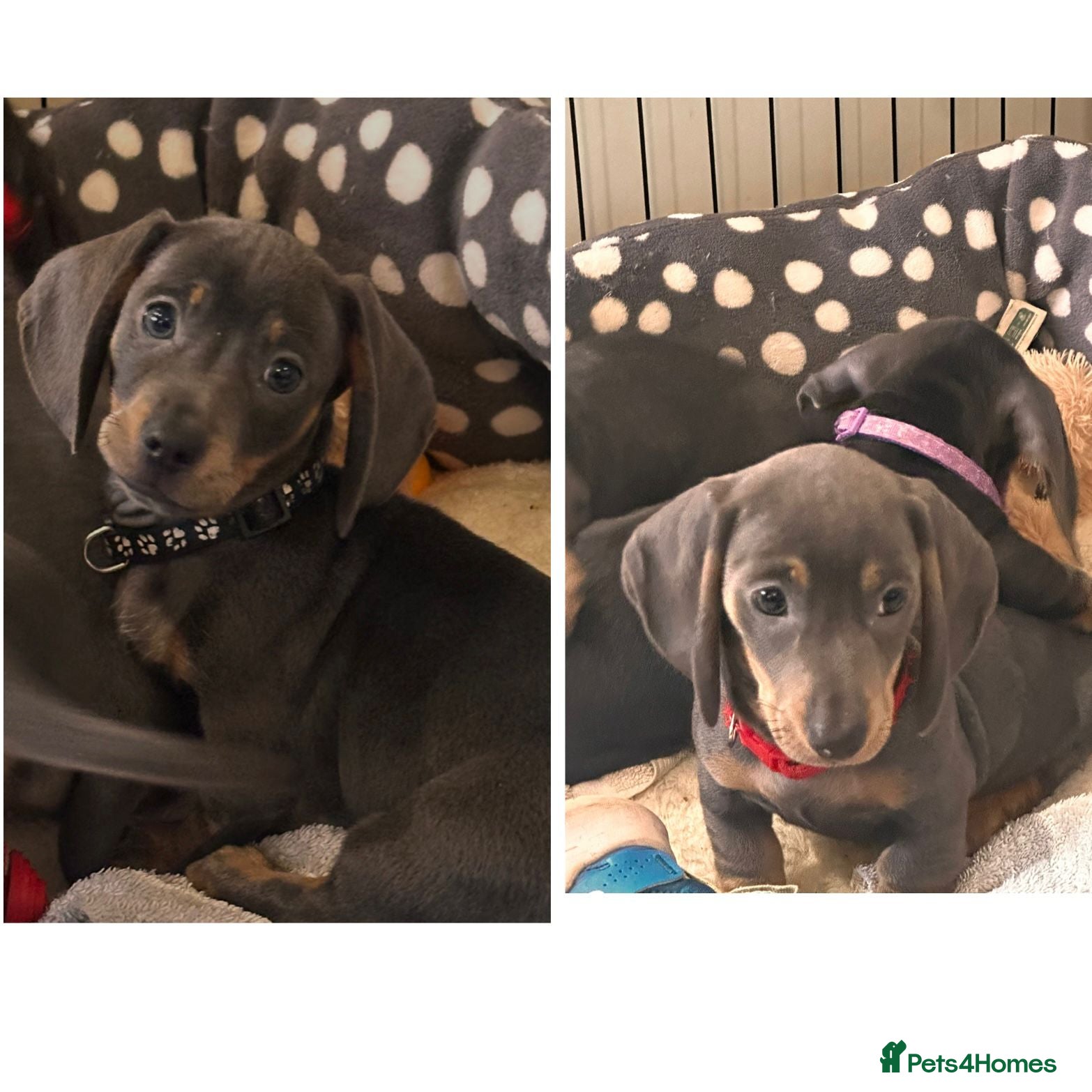 Miniature Dachshund dogs Beautiful Smooth Haired Dachshund Puppies - Advert 17