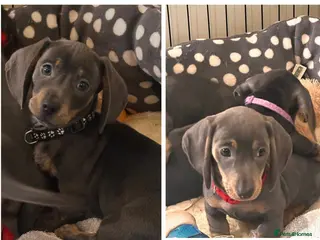 Miniature Dachshund dogs Beautiful Smooth Haired Dachshund Puppies - Advert 17