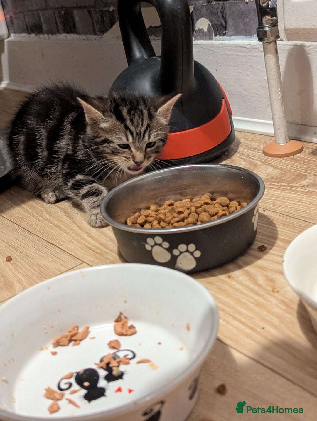 Bombay cats for sale: Beautiful kittens perfect for  **   ** s  - Advert 26