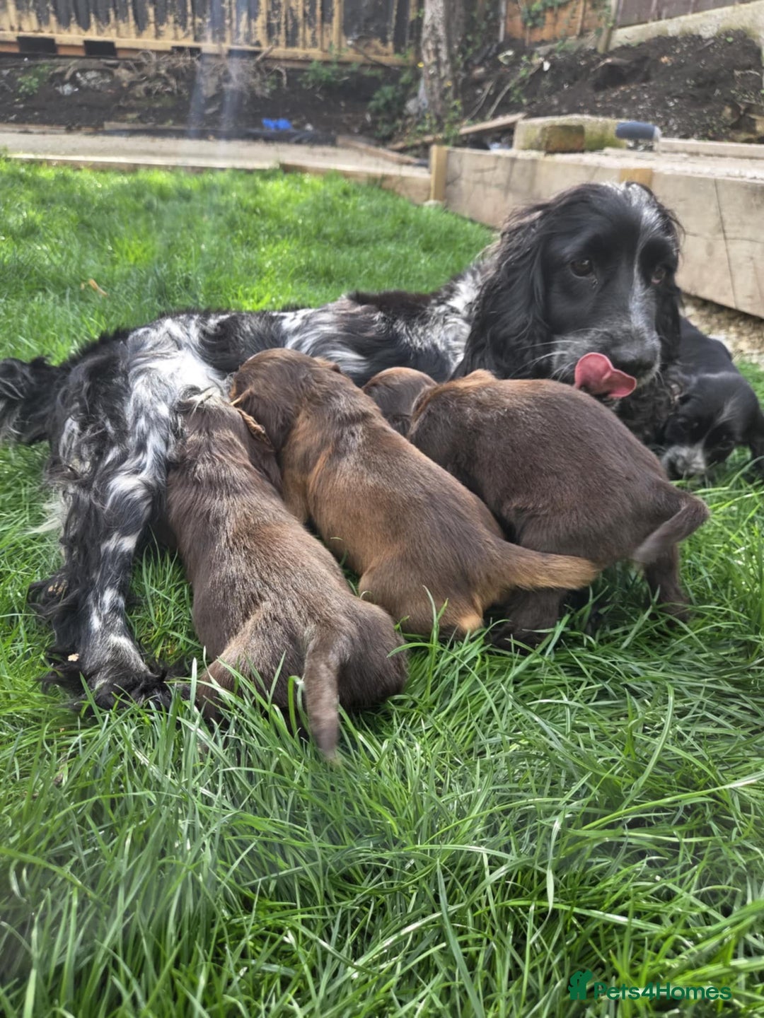 Cocker Spaniel dogs for sale: Show cocker spaniels  - Image 8