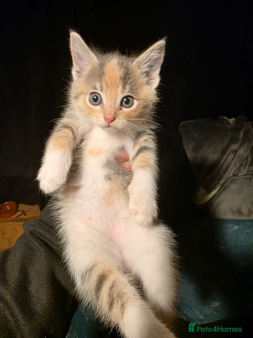 British Longhair cats for sale: 3 beautiful playful kittens  - Advert 5