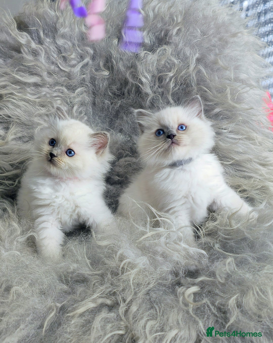 Ragdoll cats for sale: 🩵Pure Ragdoll Kittens Ready to be Reserved🩷 - Advert 6