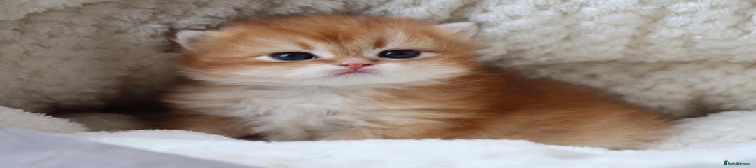 British Longhair Kitten 2
