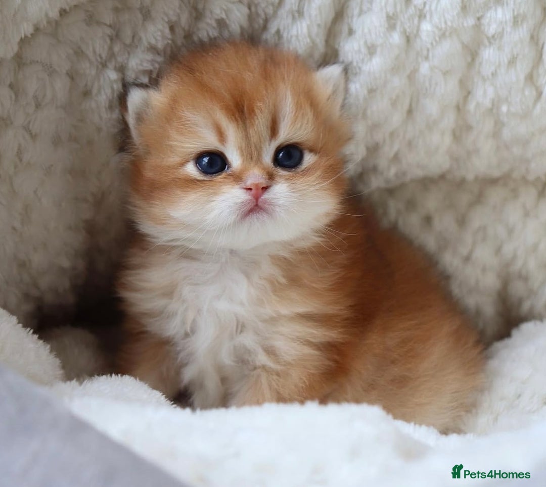 British Longhair cats for sale: 🦁EXCLUSIVE GOLDEN BRITISH LONGHAIR 🧸BABIES ✨ - Image 5