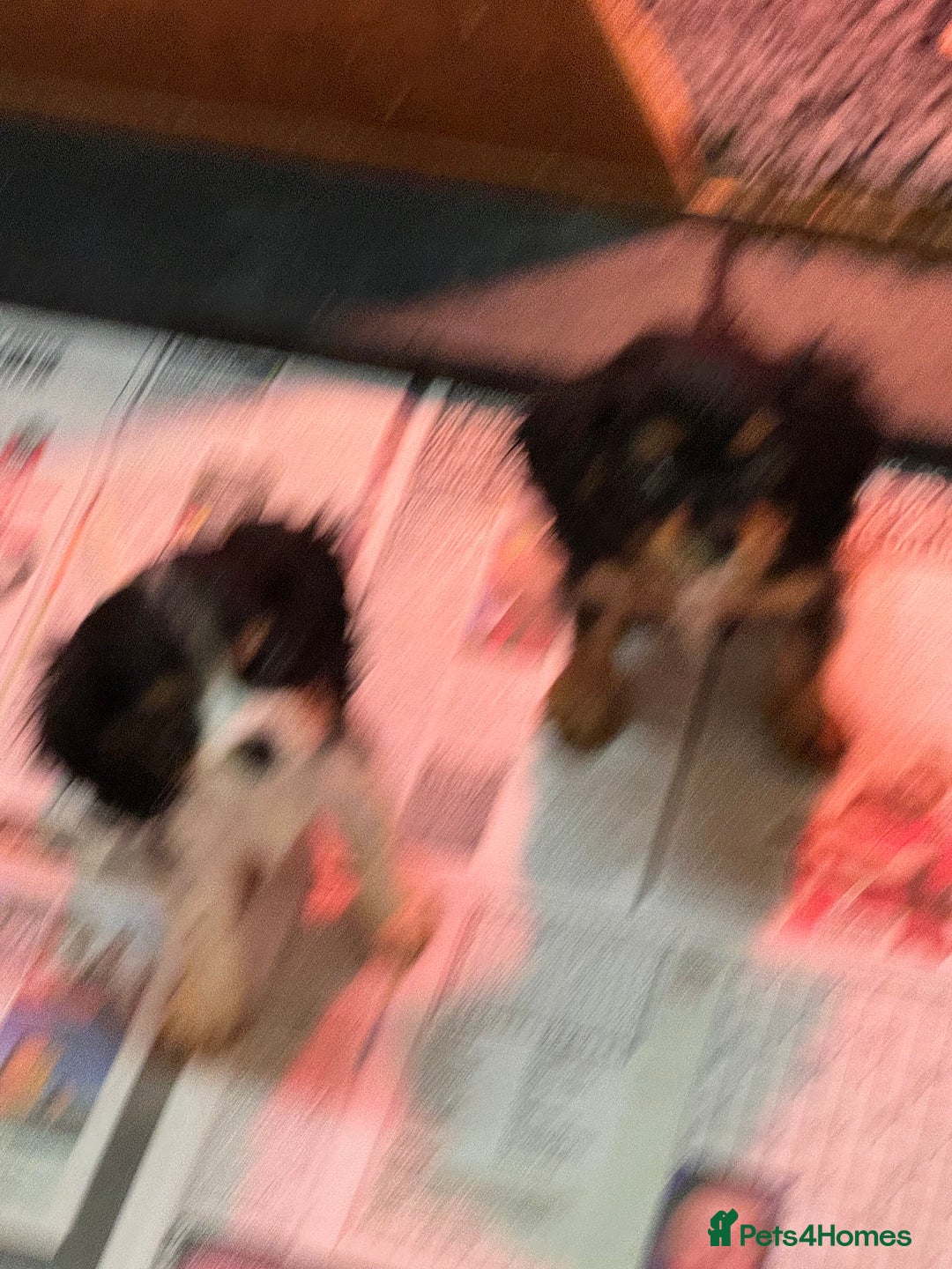 Cavalier King Charles Spaniel dogs for sale: Cavalier King Charles pups  - Advert 19