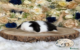 Mini Lop rabbits for sale: 💛 Purebred Mini Lops 💛 UPDATED 19TH JULY 💛 xxx - Image 4