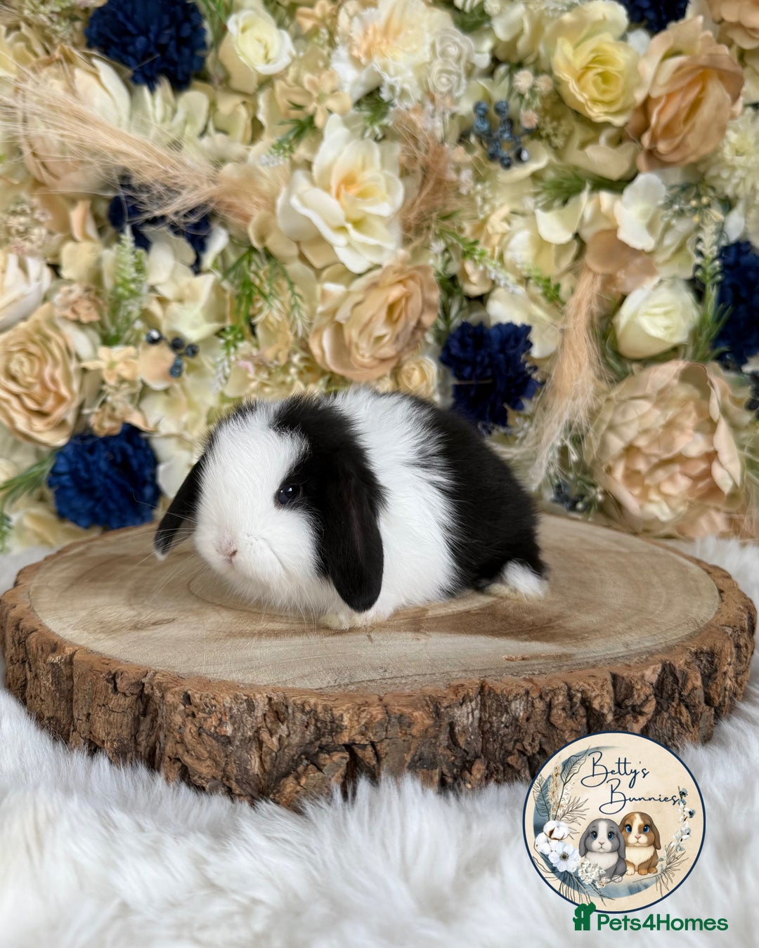 Mini Lop rabbits for sale: 💛 Purebred Mini Lops 💛 UPDATED 19TH JULY 💛 xxx - Image 4
