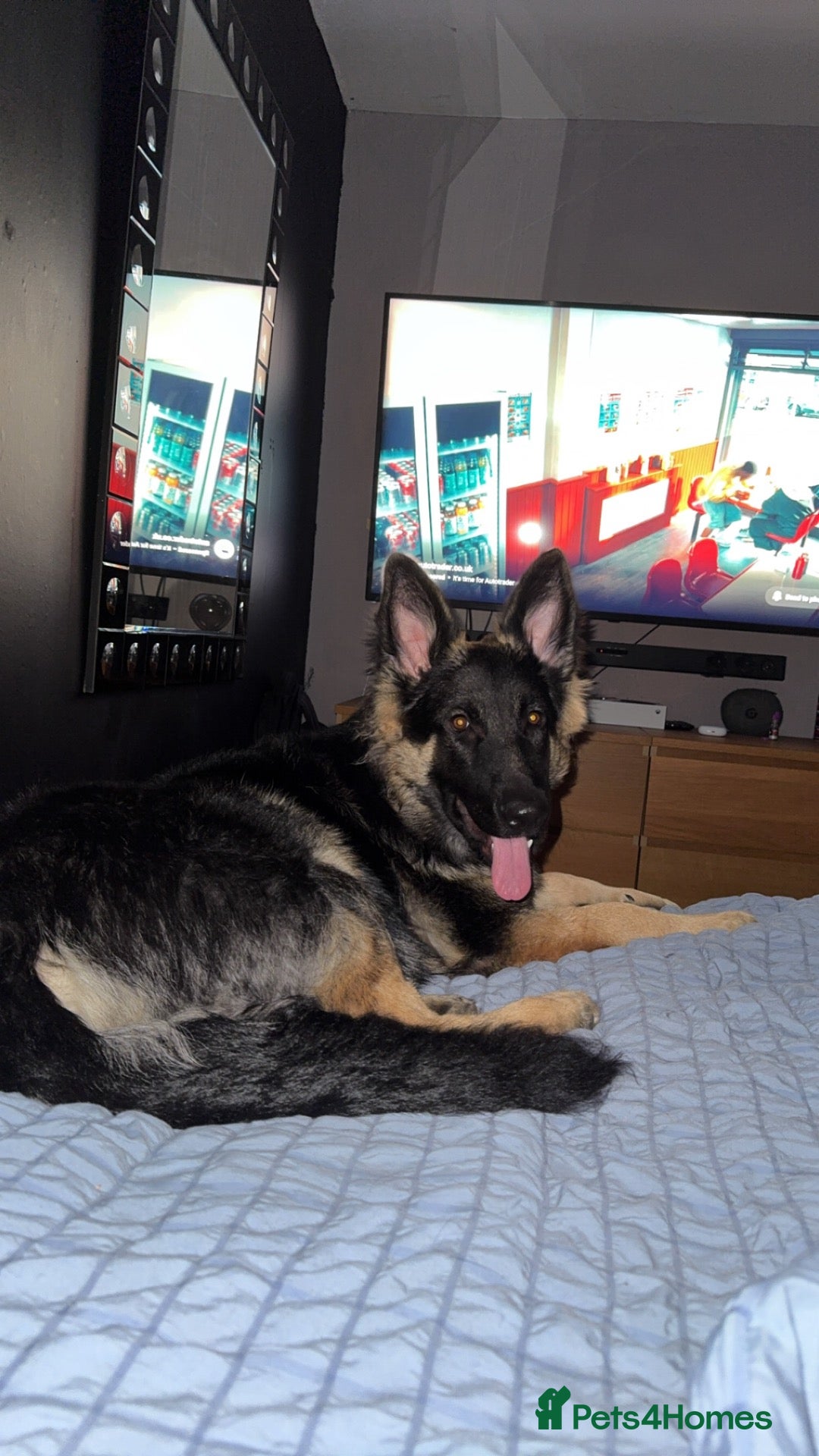 German Shepherd dogs for sale: 8 month old  - Advert 4