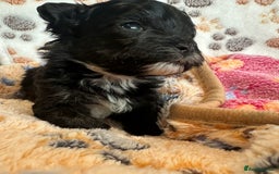 Maltipoo dogs for sale: F1 Toy Maltipoos - Image 31