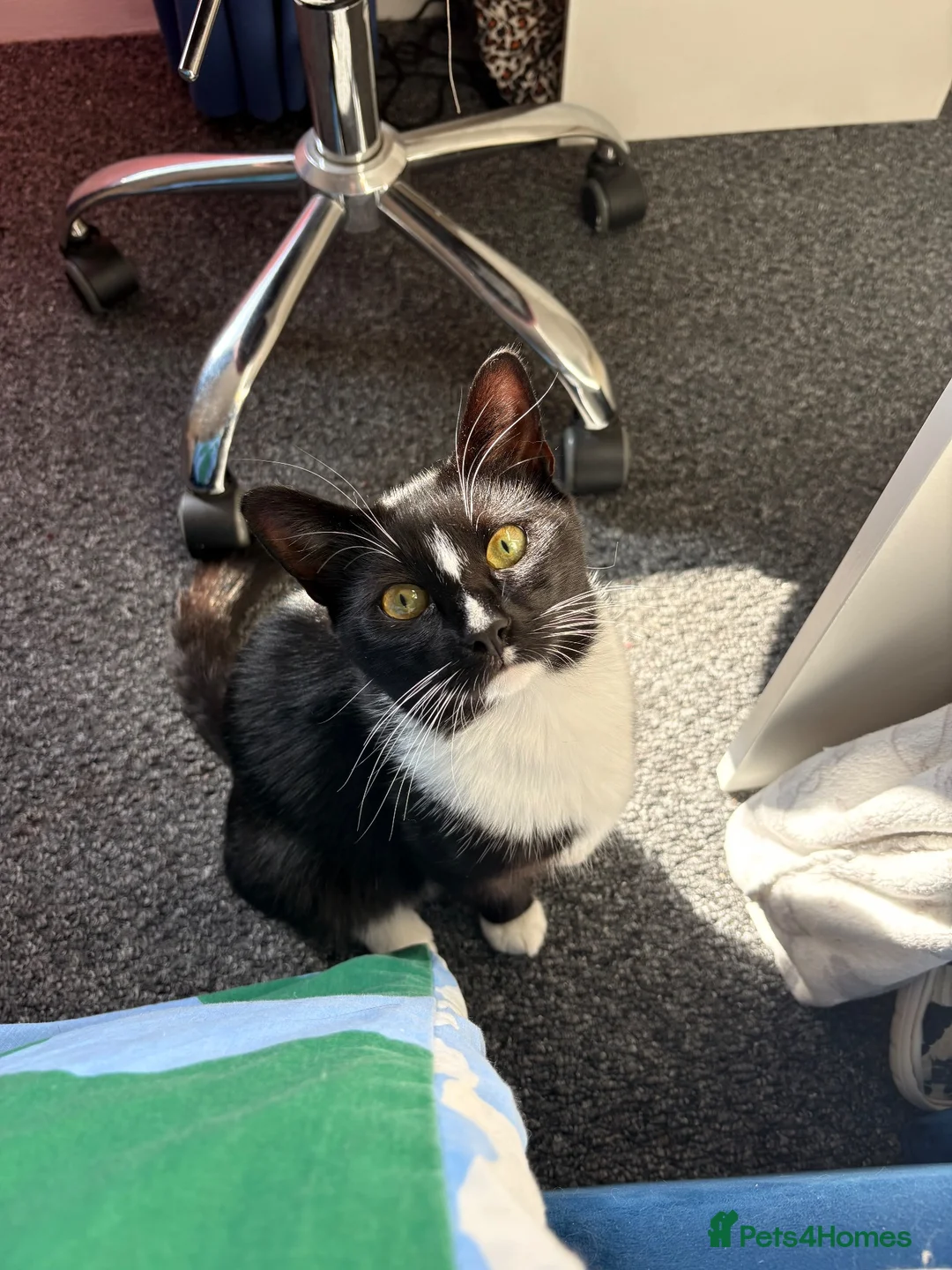 British Shorthair cats for sale: Morty Tuxedo in Nantwich - Advert 1