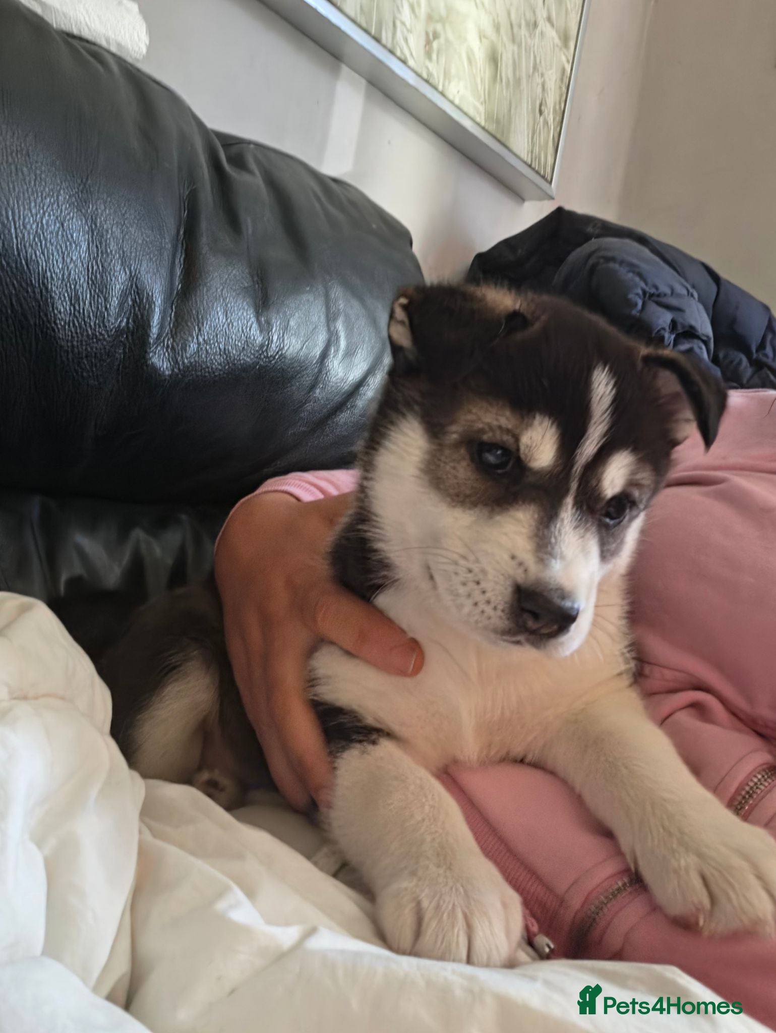 Siberian Husky dogs 2 BEAUTIFUL HUSKY PUPPIES  - Advert 2