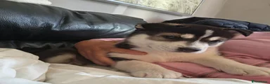 Siberian Husky 2