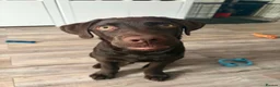 Labrador Retriever dogs for sale: Carlos in Ellesmere Port - Advert 2