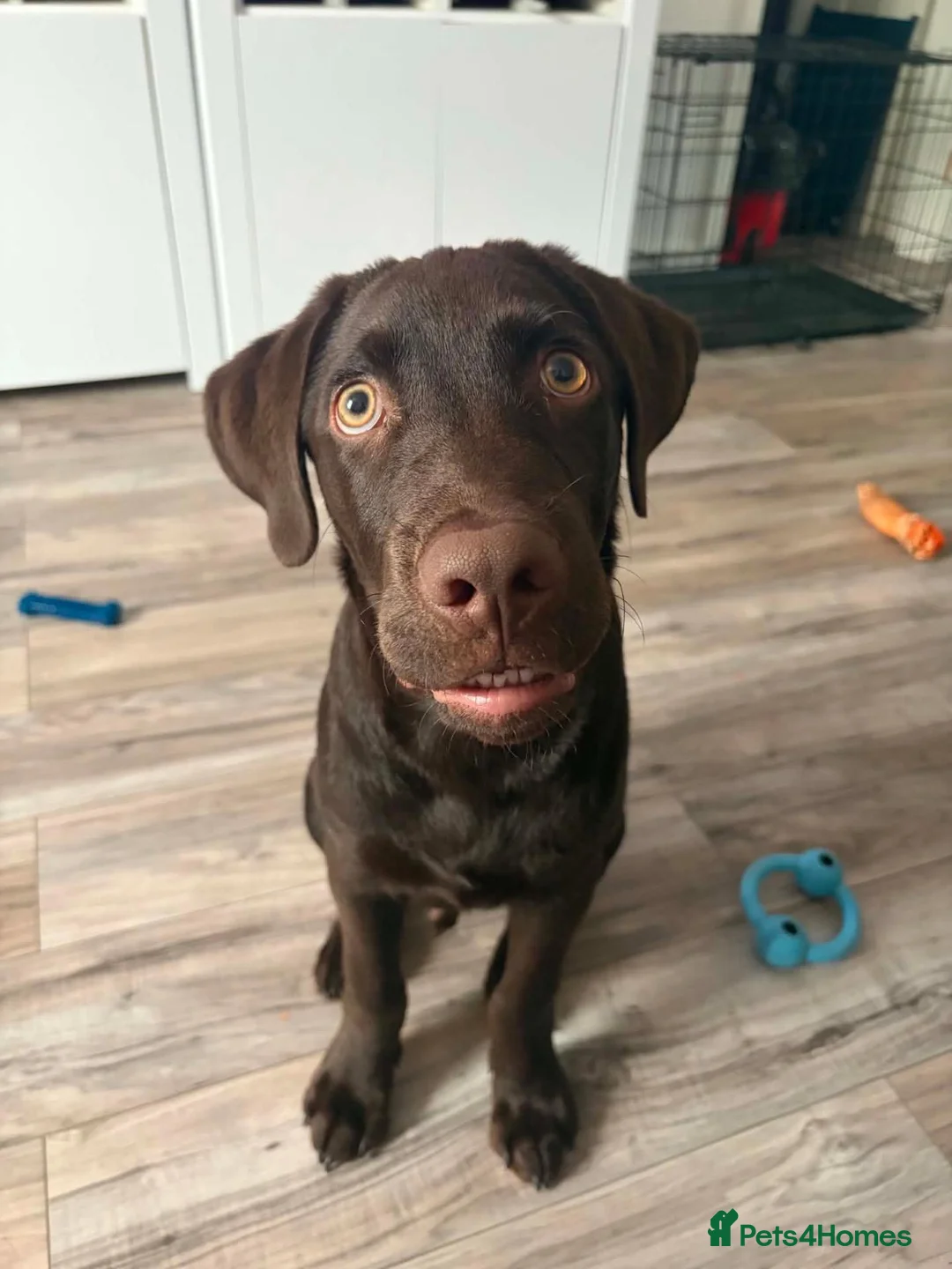 Labrador Retriever dogs for sale: Carlos in Ellesmere Port - Advert 2
