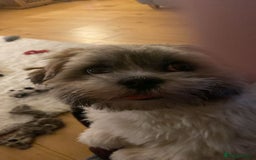 Lhasa Apso dogs for stud: KC registered PRA4 clear Lhasa apso for stud in Northampton - Image 8