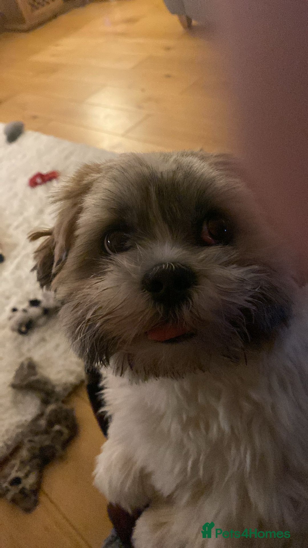 Lhasa Apso dogs for stud: KC registered PRA4 clear Lhasa apso for stud in Northampton - Image 8