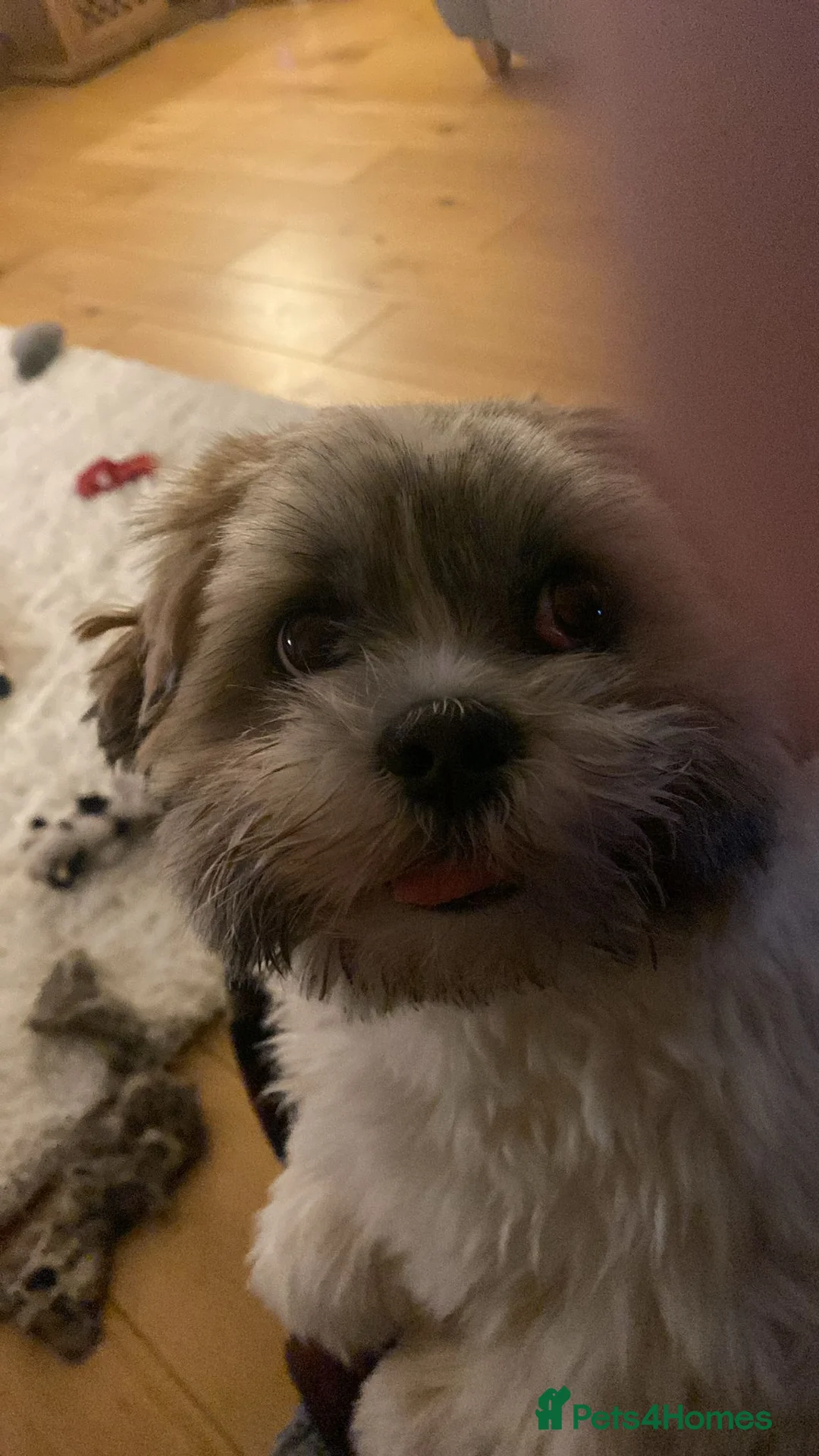Lhasa Apso dogs for stud: KC registered PRA4 clear Lhasa apso for stud in Northampton - Advert 8
