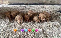 Cavapoo dogs for sale: ⭐️F1B COCKAPOO PUPS⭐️ - Image 1