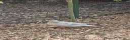 Ducks poultry for sale: Piar of call ducks.  - Advert 2