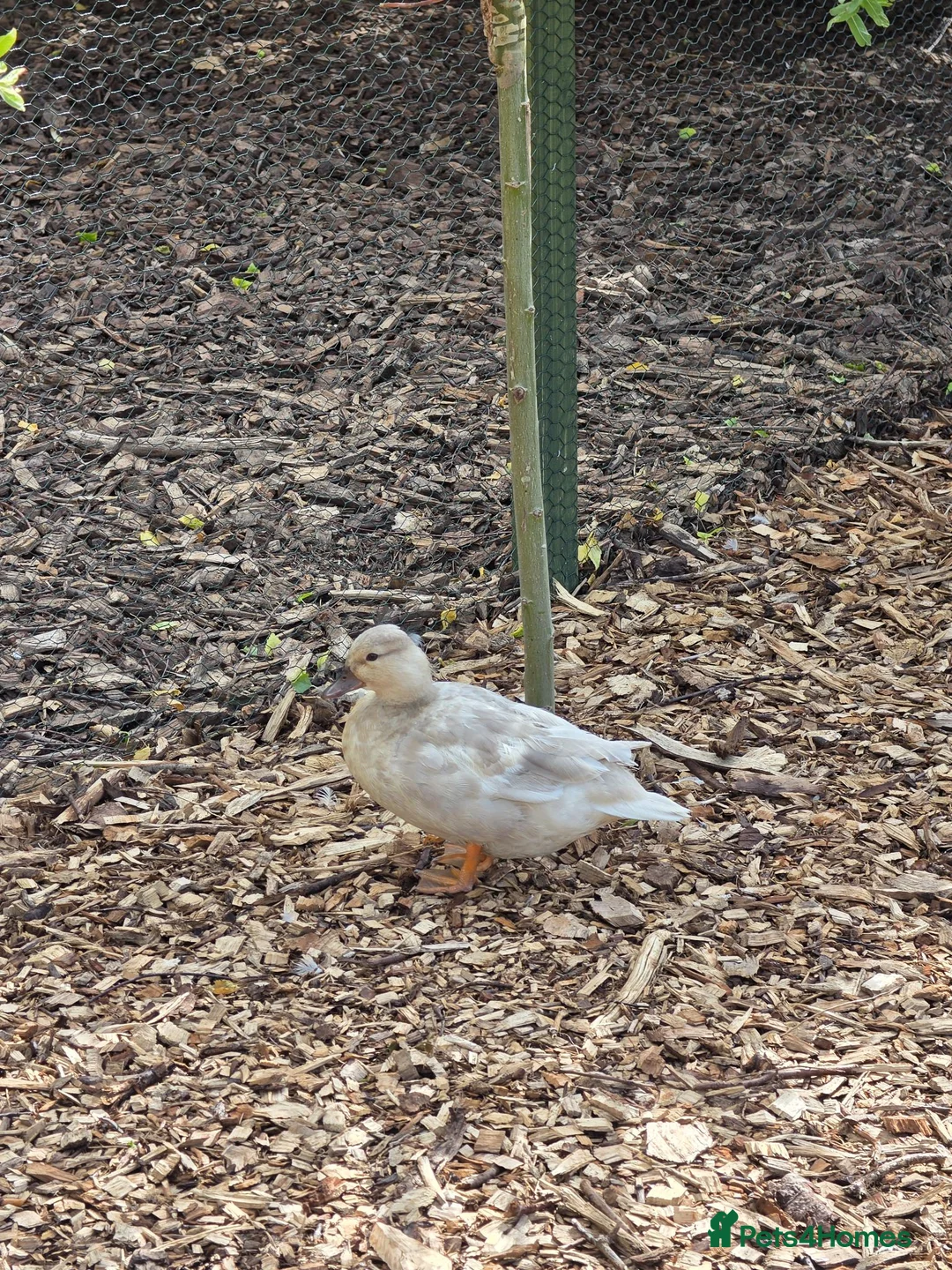Ducks poultry for sale: Piar of call ducks.  - Advert 2