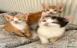 Mixed Breed cats for sale: STUNNING BOY AND GIRL KITTENS - Image 12