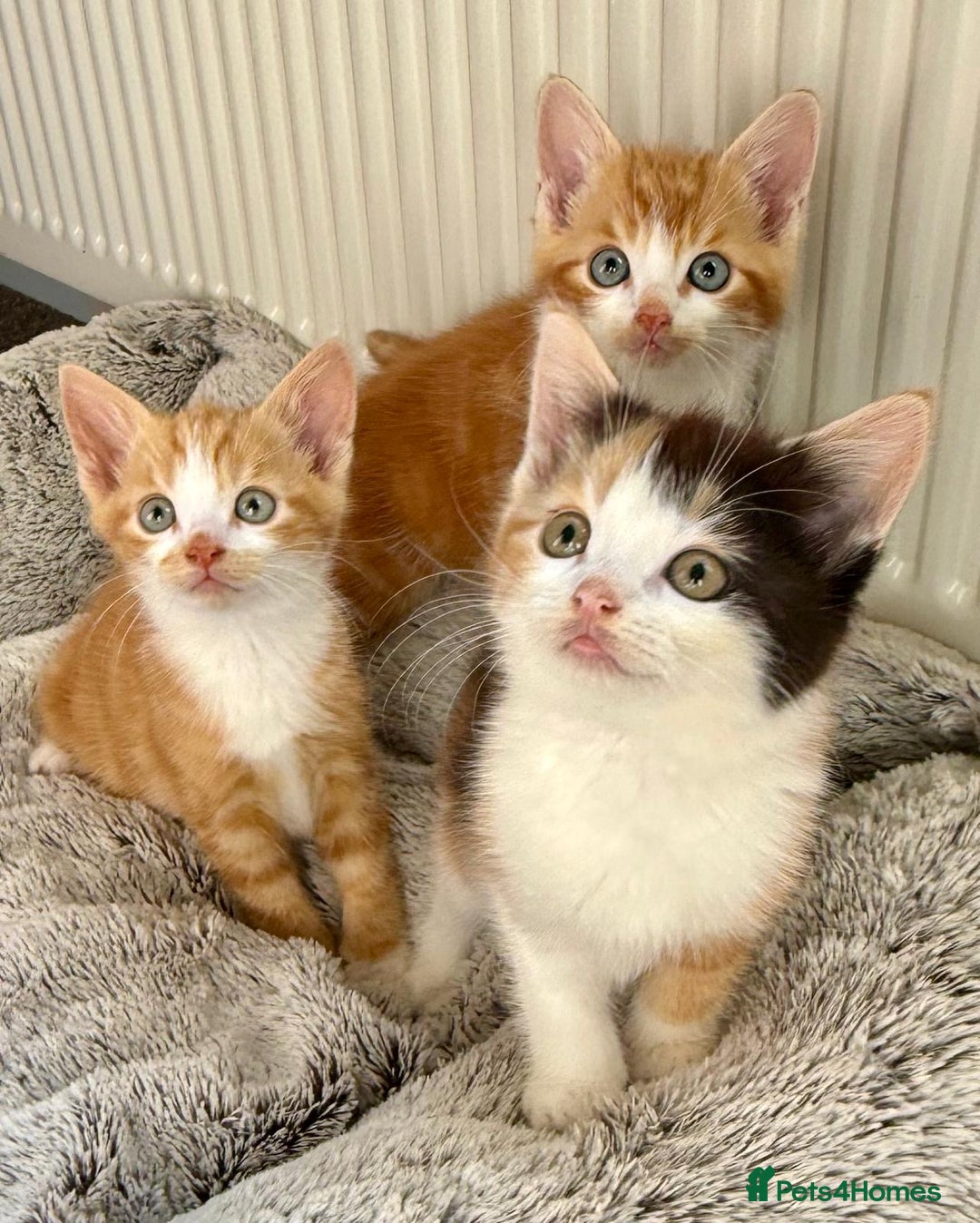 Mixed Breed cats for sale: STUNNING BOY AND GIRL KITTENS - Image 12