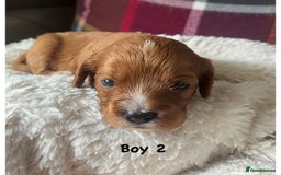 Cavapoo dogs for sale: F1 Cavapoo Puppies - Image 5