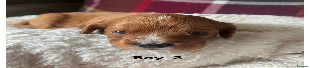Cavapoo Puppy 6