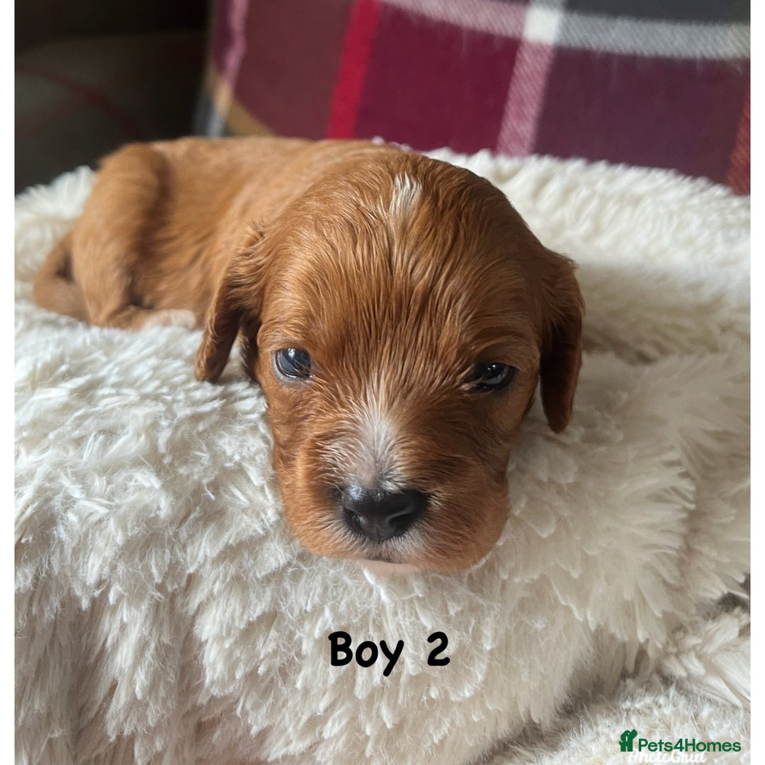 Cavapoo dogs for sale: F1 Cavapoo Puppies - Image 5